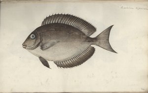 Chaetodon nigricans、1787年以前 作： Friedrich August Kruger
